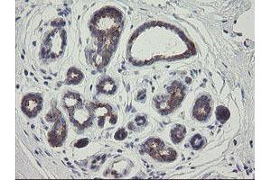 Image no. 1 for anti-RIO Kinase 2 (RIOK2) (AA 277-552) antibody (ABIN1491304) (RIOK2 抗体  (AA 277-552))