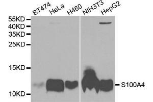 Western blot analysis of extracts of various cell lines, using S100A4 antibody. (s100a4 抗体  (AA 1-101))