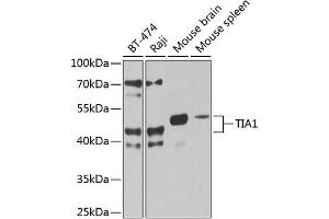 Western blot analysis of extracts of various cell lines, using TI antibody (2523) at 1:1000 dilution. (TIA1 抗体  (C-Term))