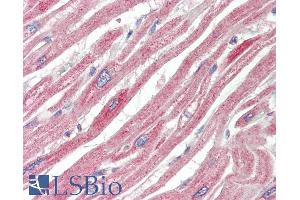 ABIN5539920 (10µg/ml) staining of paraffin embedded Human Heart. (MAPK6 抗体  (Internal Region))