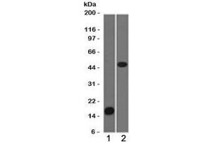 Western blot testing of 1) partial recombinant protein and 2) Jurkat cell lysate using Adipophilin antibody (clone ADPN1-1). (ADRP 抗体)