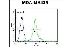 CCDC81 Antibody (Center) (ABIN655424 and ABIN2844962) flow cytometric analysis of MDA-M cells (right histogram) compared to a negative control cell (left histogram). (CCDC81 抗体  (AA 380-408))