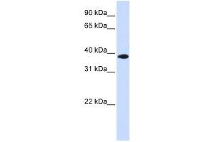 Western Blotting (WB) image for anti-Glycerol-3-Phosphate Dehydrogenase 1-Like (GPD1L) antibody (ABIN2459858) (GPD1L 抗体)