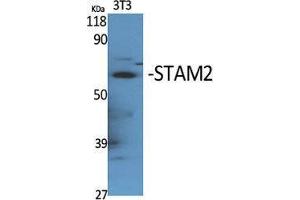 Western Blotting (WB) image for anti-Signal Transducing Adaptor Molecule (SH3 Domain and ITAM Motif) 2 (STAM2) (Tyr531) antibody (ABIN3180331) (STAM2 抗体  (Tyr531))