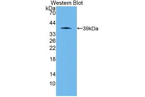 Western blot analysis of the recombinant protein. (Apelin 抗体  (AA 23-77))