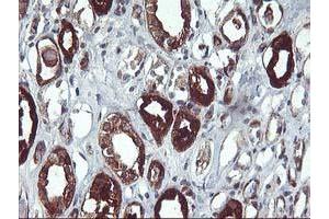 Immunohistochemical staining of paraffin-embedded Human Kidney tissue using anti-PDE1B mouse monoclonal antibody. (PDE1B 抗体)
