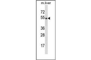 Western Blotting (WB) image for anti-GATA Binding Protein 3 (GATA3) (AA 234-263), (Middle Region) antibody (ABIN952467)