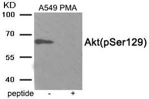 Western blot analysis of extracts from A549 cells treated with PMA using Phospho-Akt (Ser129) antibody. (AKT1 抗体  (pSer129))