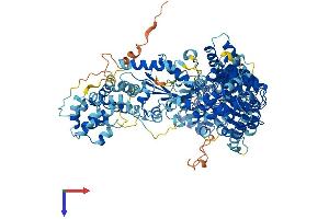 AlphaFold protein structure predicition of Human Recombinant NOD2 Protein, UniprotID Q9HC29 (NOD2 Protein (AA 1-1040) (His tag))