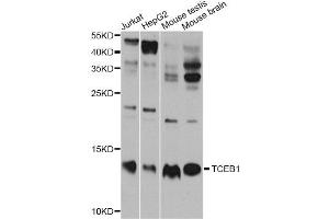 Western blot analysis of extracts of various cell lines, using TCEB1 antibody. (TCEB1 抗体)