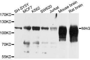 Western blot analysis of extracts of various cell lines, using MAG antibody (ABIN5974320) at 1/1000 dilution. (MAG 抗体)
