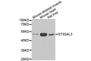 Western blot analysis of extracts of various cell lines, using ST3GAL3 antibody. (ST3GAL3 抗体)