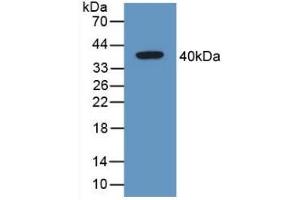 Detection of Recombinant GAL4, Mouse using Polyclonal Antibody to Galectin 4 (GAL4) (GAL4 抗体  (AA 1-326))