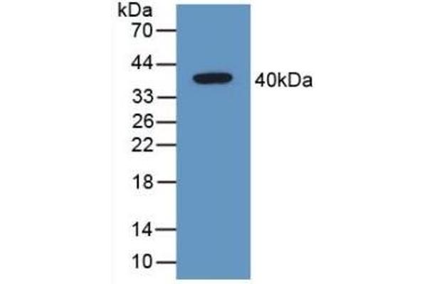 GAL4 抗体  (AA 1-326)