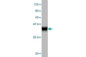 Western Blot detection against Immunogen (36. (UCKL1 抗体  (AA 301-400))