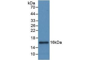 Detection of Recombinant IL8, Canine using Monoclonal Antibody to Interleukin 8 (IL8) (IL-8 抗体  (AA 23-101))