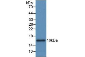 Detection of Recombinant IL8, Canine using Monoclonal Antibody to Interleukin 8 (IL8) (IL-8 抗体  (AA 23-101))