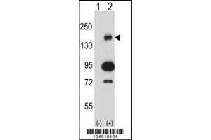 Western blot analysis of Map3k5 using rabbit polyclonal Mouse Map3k5 Antibody using 293 cell lysates (2 ug/lane) either nontransfected (Lane 1) or transiently transfected (Lane 2) with the Map3k5 gene. (ASK1 抗体  (C-Term))