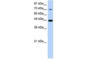 SF3B4 antibody used at 1. (SF3B4 抗体  (N-Term))