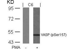 Western blot analysis of extracts from C6 cells untreated or treated with PMA using VASP(Phospho-Ser157) Antibody. (VASP 抗体  (pSer157))