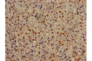 Immunohistochemistry of paraffin-embedded human adrenal gland tissue using ABIN7154324 at dilution of 1:100 (Golgin A3 抗体  (AA 217-405))
