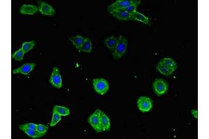 Immunofluorescent analysis of HepG2 cells using ABIN7149146 at dilution of 1:100 and Alexa Fluor 488-congugated AffiniPure Goat Anti-Rabbit IgG(H+L) (COX19 抗体  (AA 8-90))