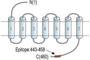 anti-Muscarinic Acetylcholine Receptor M1 (CHRM1) (AA 443-458), (C-Term), (Intracellular) antibody