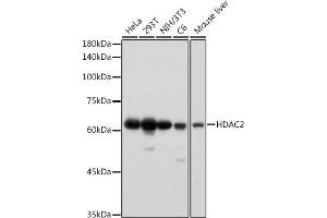 Western blot analysis of extracts of various cell lines, using HD antibody (ABIN7267708) at 1:1000 dilution. (HDAC2 抗体)