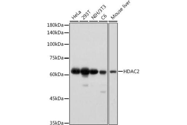 HDAC2 Antikörper