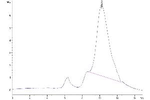 The purity of Mouse HGFA (pro form) is greater than 95 % as determined by SEC-HPLC.