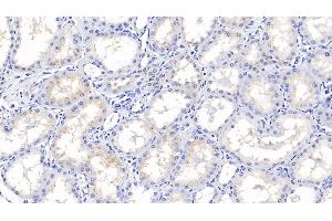 Detection of IGFBP2 in Porcine Kidney Tissue using Polyclonal Antibody to Insulin Like Growth Factor Binding Protein 2 (IGFBP2) (IGFBP2 抗体  (AA 30-316))