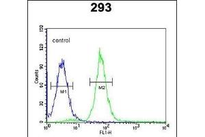 PHYH Antibody (N-term) (ABIN652656 and ABIN2842441) flow cytometric analysis of 293 cells (right histogram) compared to a negative control cell (left histogram).