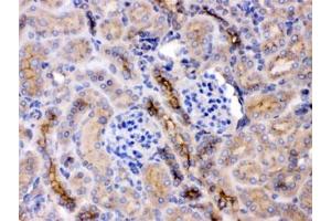 IHC testing of FFPE mouse kidney with GNB1 antibody at 1ug/ml. (GNB1 抗体  (AA 2-42))