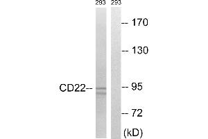 Western blot analysis of extracts from 293 cells, treated with Ca2+ (40nM, 40mins), using BL-CAM (Ab-807) antibody. (CD22 抗体  (Tyr807))