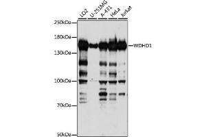 Western blot analysis of extracts of various cell lines, using WDHD1 antibody (ABIN7271351) at 1:1000 dilution. (WDHD1 抗体  (AA 830-1129))