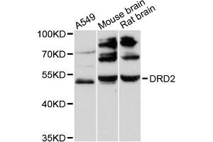 Western blot analysis of extracts of various cell lines, using DRD2 antibody (ABIN6291487) at 1:3000 dilution. (Dopamine d2 Receptor 抗体)
