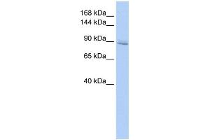 WB Suggested Anti-IREB2 Antibody Titration:  0.