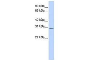Image no. 1 for anti-Yip1 Interacting Factor Homolog B (YIF1B) (AA 144-193) antibody (ABIN6740915) (YIF1B 抗体  (AA 144-193))