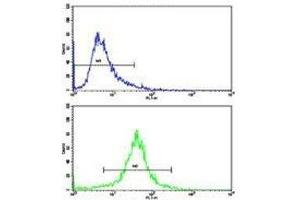 Flow cytometric analysis of 293 cells using IDH antibody (bottom histogram) compared to a negative control (top histogram). (IDH1 抗体  (AA 63-90))