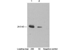 Lane 1-2: 200 ng, 50 ng purified rHuIP10 Primary antibody: 1 µg/mL Mouse Anti-IP-10 Monoclonal Antibody (ABIN398391) Secondary antibody: Goat Anti-Mouse IgG (H&L) [HRP] Polyclonal Antibody (ABIN398387, 1: 10,000) The signal was developed with LumiSensorTM HRP Substrate Kit (ABIN769939) (CXCL10 抗体)