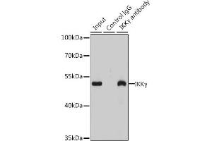 Immunoprecipitation analysis of 200 μg extracts of  cells using 3 μg IKKγ antibody (ABIN6130478, ABIN6142284, ABIN6142286 and ABIN7101404). (IKBKG 抗体  (AA 1-419))