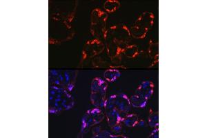 Immunofluorescence analysis of human placenta cells using S100P Rabbit pAb (ABIN7270133) at dilution of 1:100 (40x lens). (S100P 抗体  (AA 1-95))