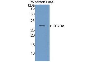 Western Blotting (WB) image for anti-Macrophage Stimulating 1 (Hepatocyte Growth Factor-Like) (MST1) (AA 469-704) antibody (ABIN1859890)