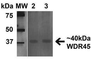 Western blot analysis of Human 293Trap cell lysates showing detection of 40 kDa WDR45 protein using Rabbit Anti-WDR45 Polyclonal Antibody . (WDR45 抗体  (AA 312-322) (PE))