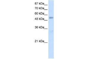 WB Suggested Anti-DDX19B Antibody Titration:  1. (DDX19B 抗体  (N-Term))