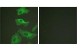 Immunofluorescence (IF) image for anti-Heat Shock Protein 90kDa alpha (Cytosolic), Class B Member 1 (HSP90AB1) (AA 226-275) antibody (ABIN1532199)