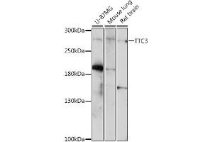 Western blot analysis of extracts of various cell lines, using TTC3 antibody (ABIN7270791) at 1:1000 dilution. (TTC3 抗体  (AA 1400-1700))