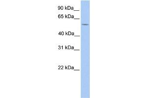 WB Suggested Anti-LIMD1 Antibody Titration:  1 ug/ml  Positive Control:  HepG2 cell lysate LIMD1 is supported by BioGPS gene expression data to be expressed in HepG2 (LIMD1 抗体  (N-Term))