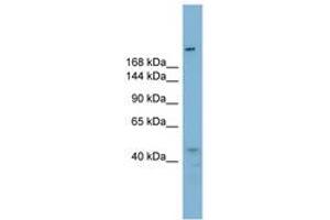 Image no. 1 for anti-Retinoblastoma Binding Protein 6 (RBBP6) (AA 395-444) antibody (ABIN6743153) (RBBP6 抗体  (AA 395-444))
