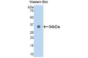 Western blot analysis of the recombinant protein. (MAPK14 抗体  (AA 19-279))